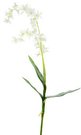 Dekoratyvinė gėlė Orchidėja smulkiažiedė balta (12) h 78 cm SAVEX